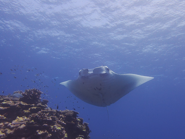 The manta… puked?!