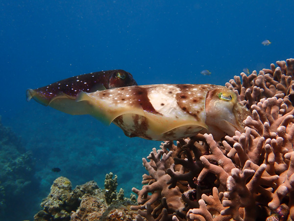 Dance of the giant cuttlefishes