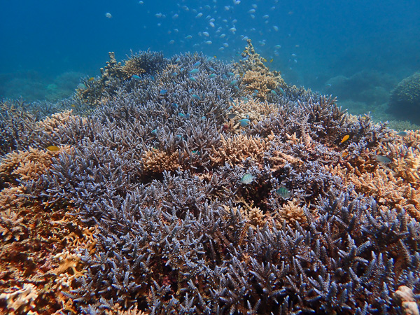 Clear sky! Ishigaki fun dives