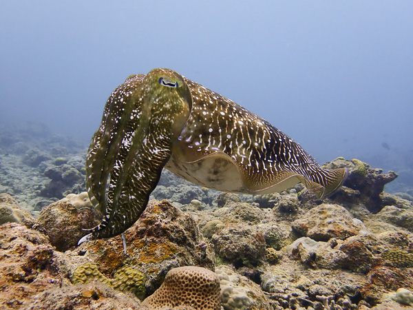 Diving with giant cuttlefishes