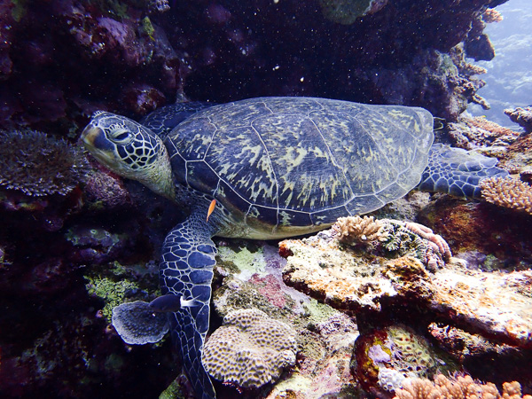 Discover Scuba Dives in Ishigaki Island