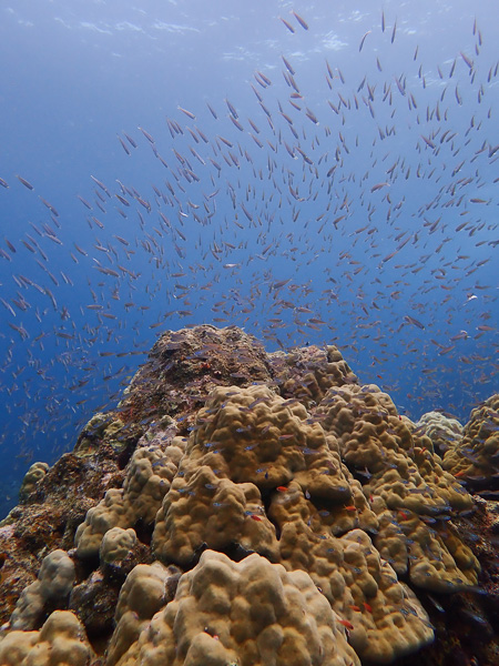 Beautiful underwater and above