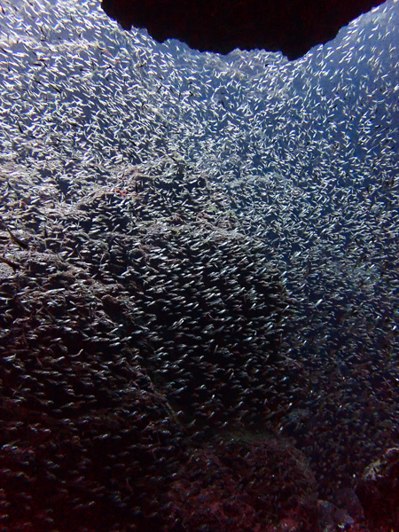 岩の隙間に魚がビッシリ