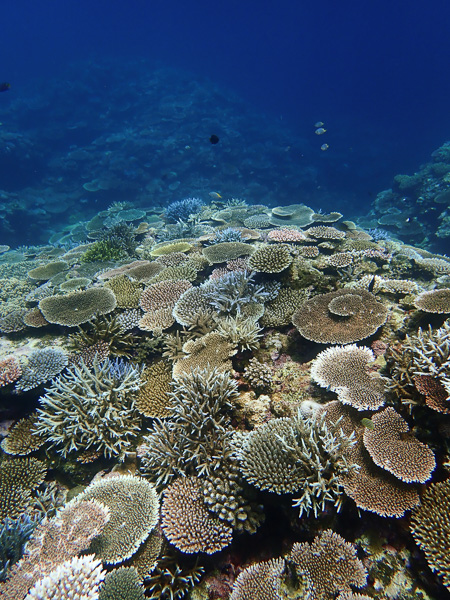 Fun Dives among the corals