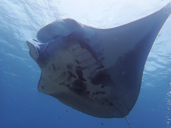 Awesome dives in Kabira area