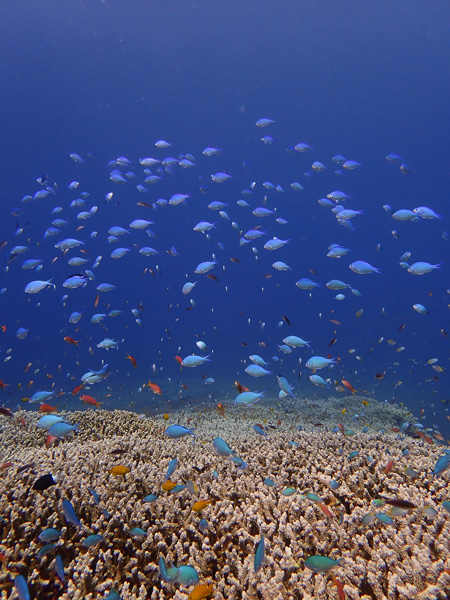 Shockingly fun first dives in Ishigaki