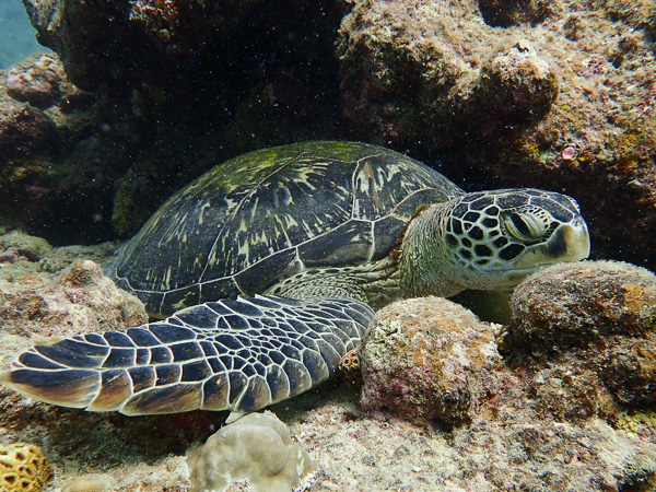 Discover scuba dives with sea turtles