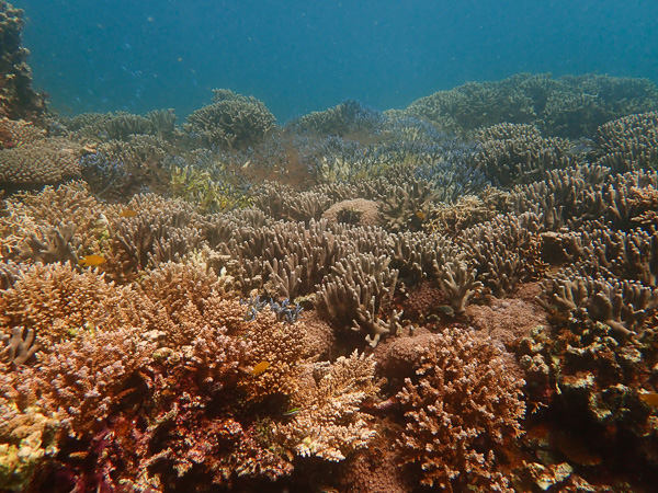 The corals in Osaki are doing well