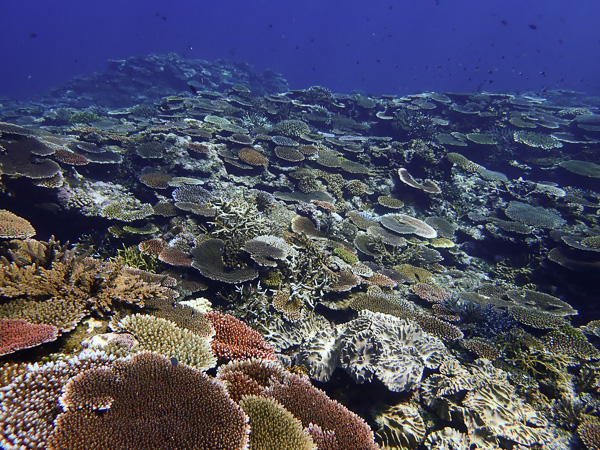 Beautiful Corals