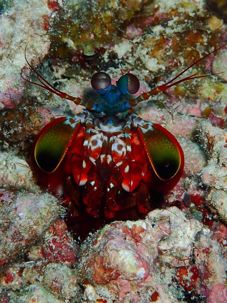 Lots of marine animals