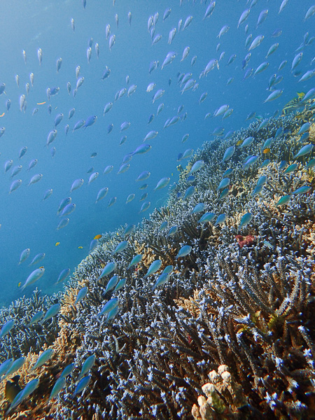 Finishing the advanced course and Fun Dives