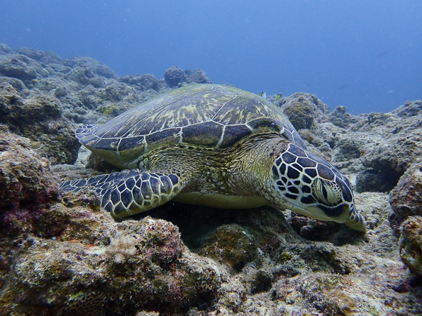 Dives in sheltered Osaki