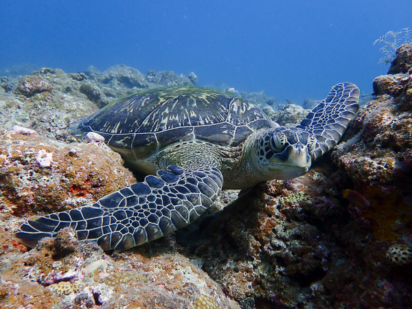 Open water course and discover scuba dives