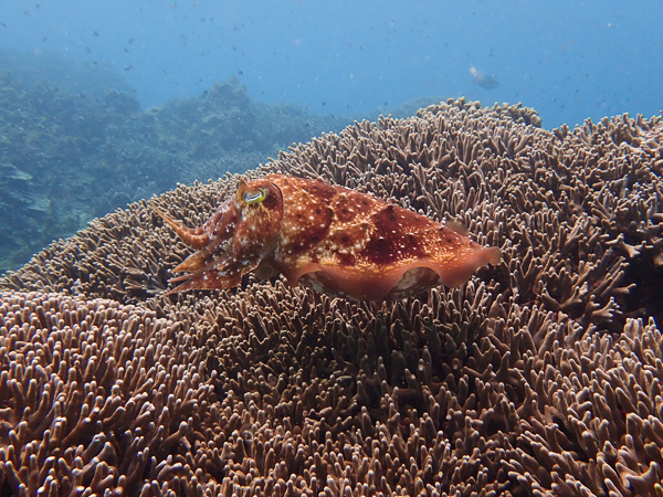 Family diving and snorkeling in Ishigaki