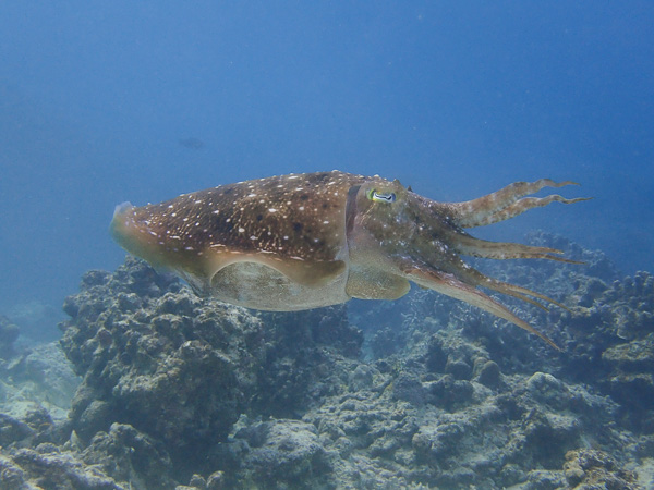 Diving with lots of giant cuttlefish