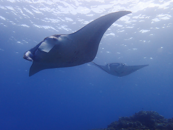 Manta rays on today’s dive