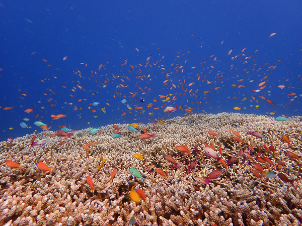 Blank sea, great day to go diving