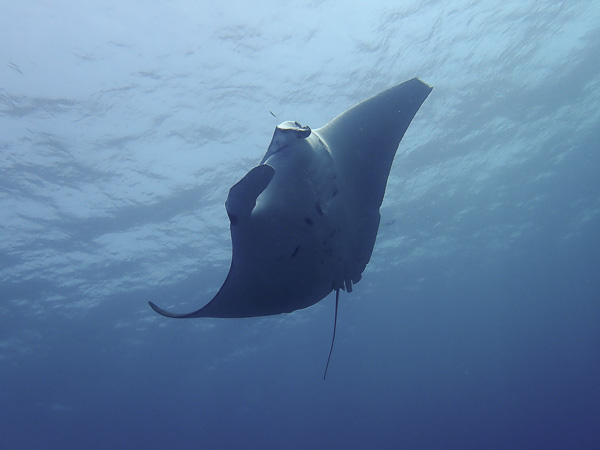 The tiniest squid and big manta rays