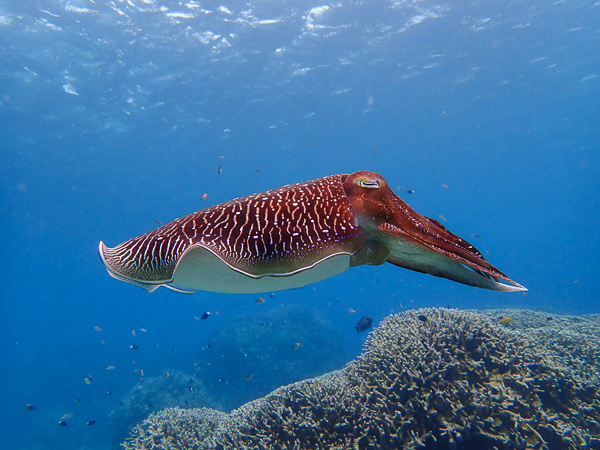 Surprisingly big fish at today’s dive