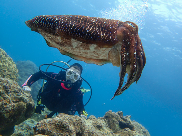 One on one fun dives