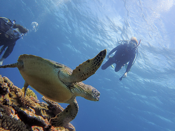 Open water dives in the ocean