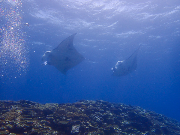 Manta rays and sea turtles