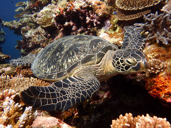 Ocean fun dives