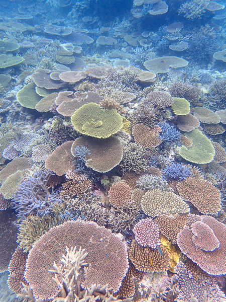 Snorkeling at Yonehara