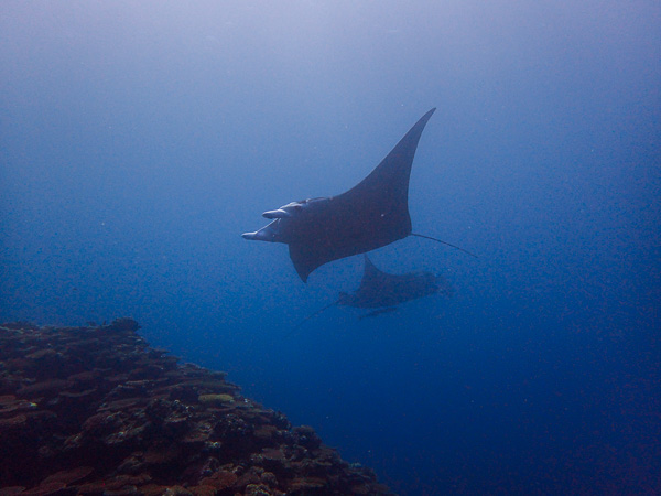 Fun dives after the typhoon