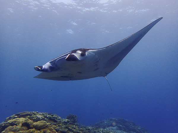 Calm sea and manta rays