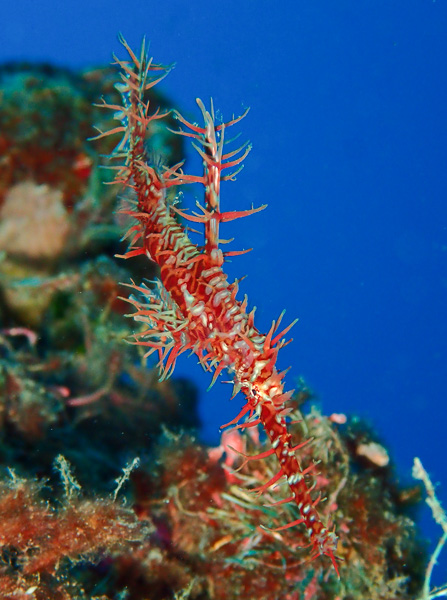 Diver to diver, relaxed day on the ocean