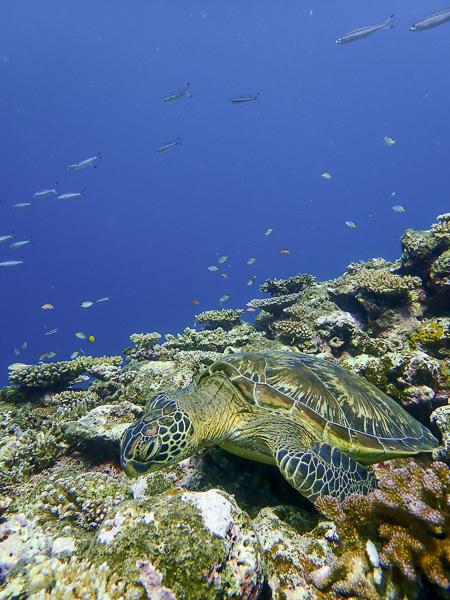 Busy weather, relaxed dives