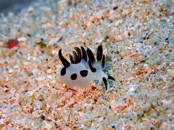 A panda in the ocean