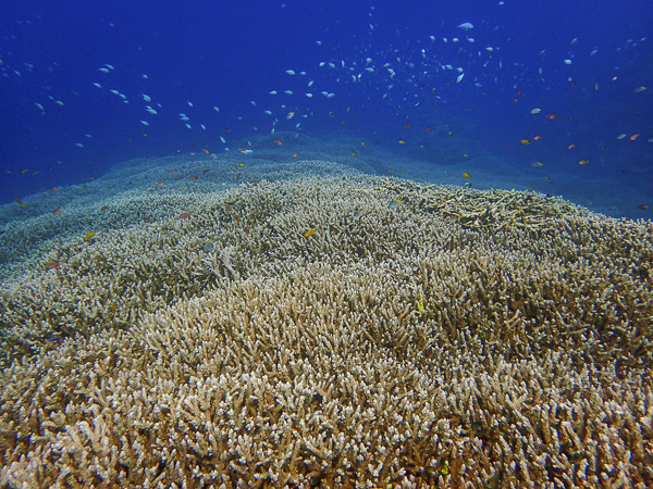 Sunny fun dives