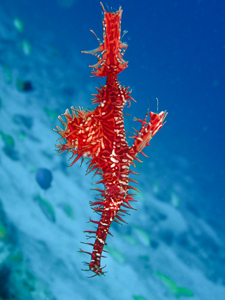 キラキラの水中に癒される