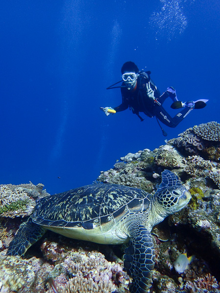 A glimpse of a manta ray