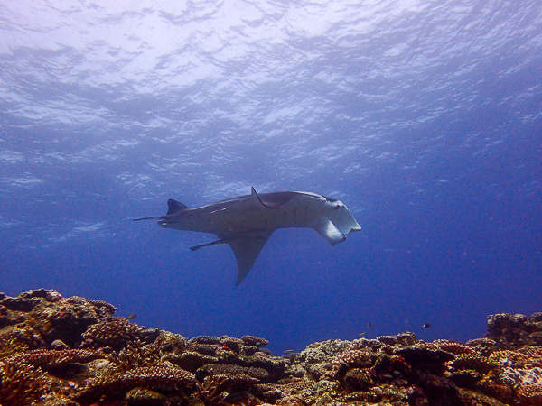 Dives before the typhoon