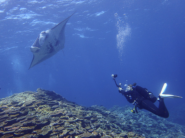 Bright fun dives