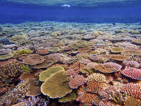 Snorkeling with manta rays