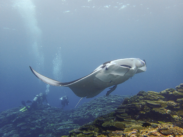 Diving is better under the sun