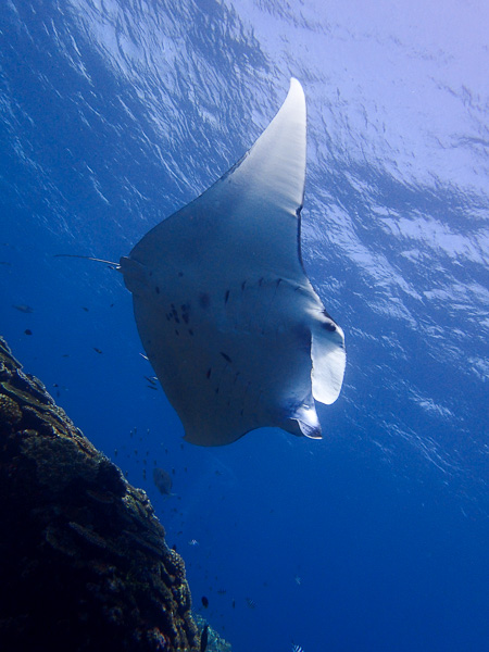 Over the rough sea to look for manta rays