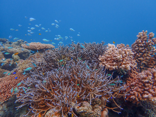 Diving and snorkeling