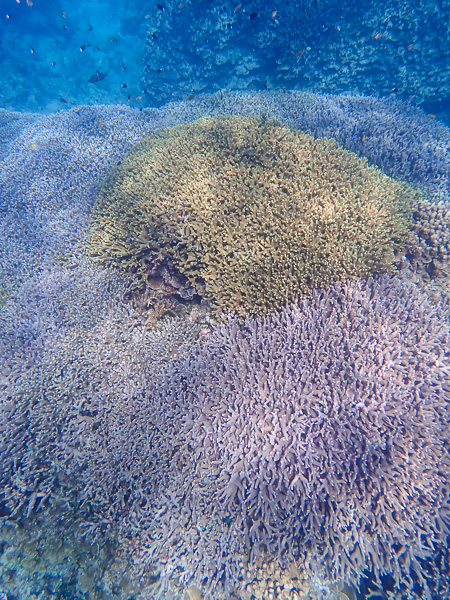 Snorkeling days