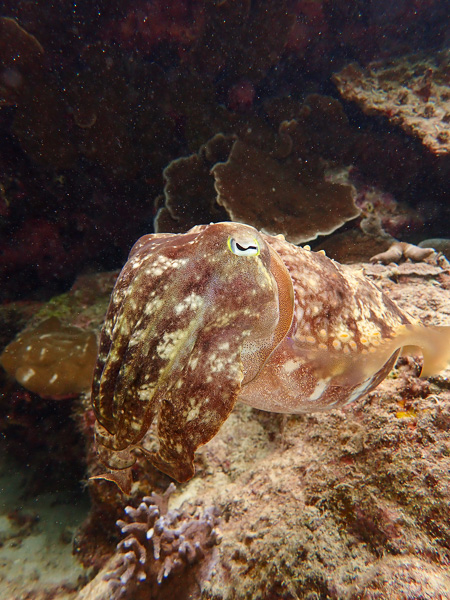 Family fun diving and snorkeling