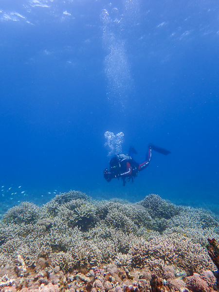 Fun dives in calm Osaki