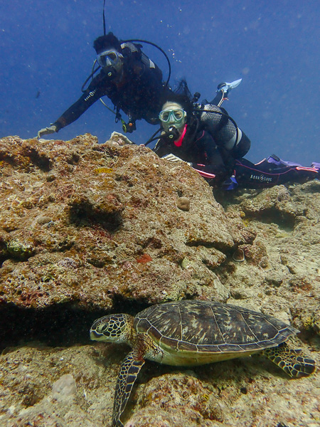 Discover scuba dives with sea turtles