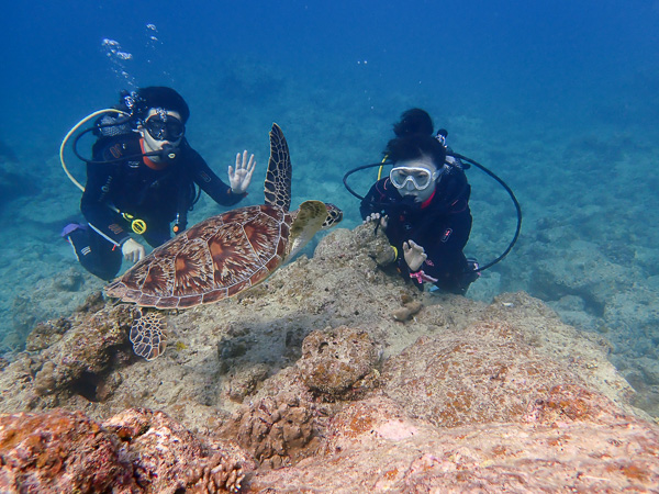 Sea turtle paradise