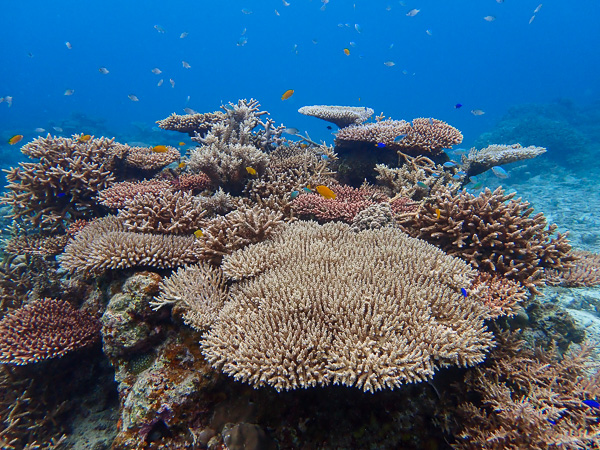 Soothing underwater world