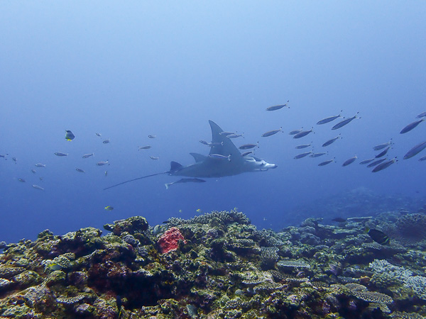 Heavy Rain and Manta Rays