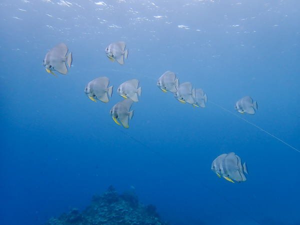 Relaxed Fun Dives in the Rain